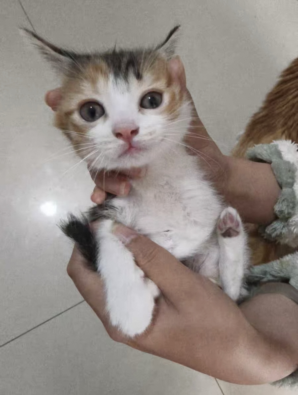 田园三花猫 性格好 粘人